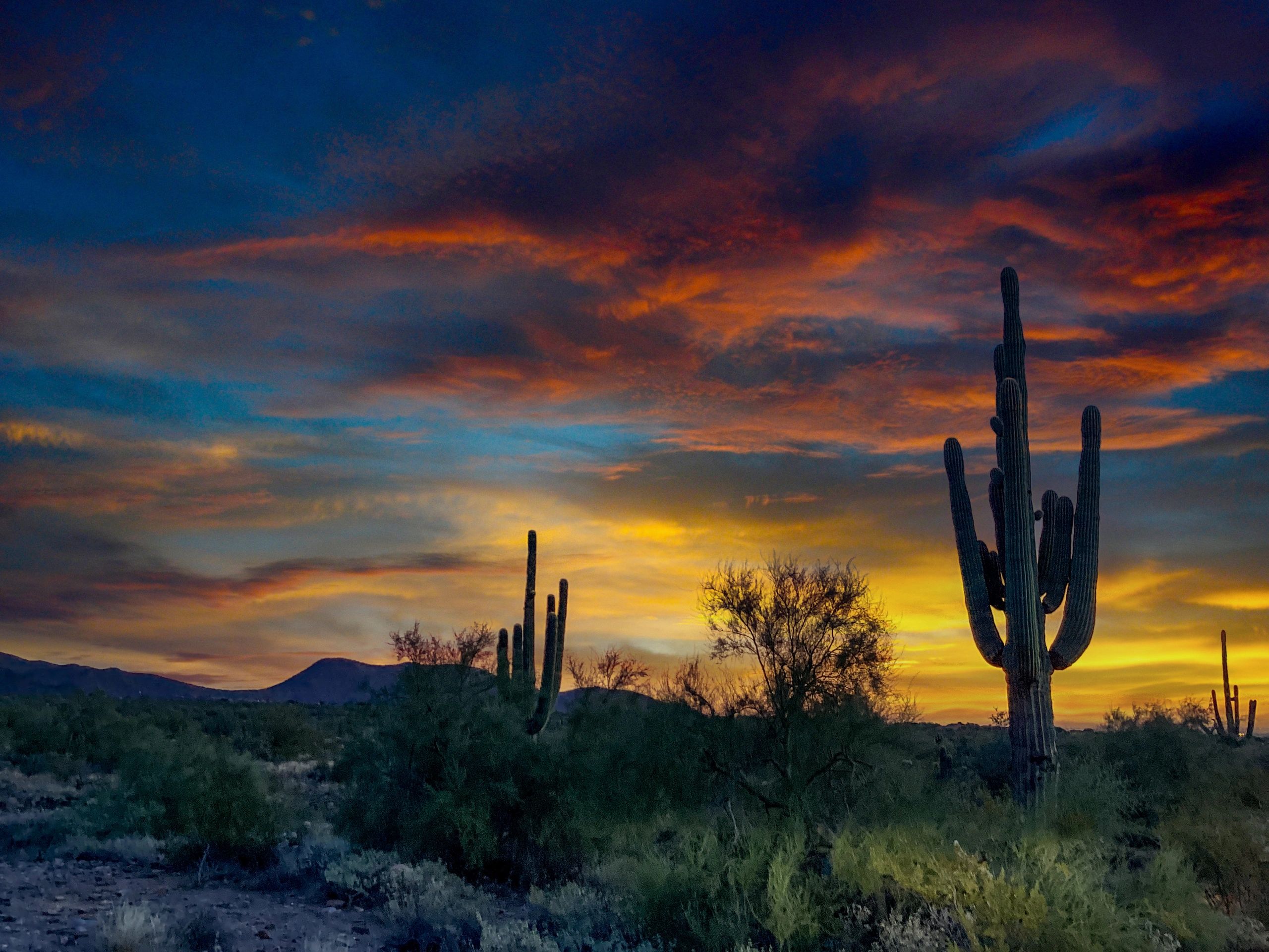 Sonoran Desert Drive